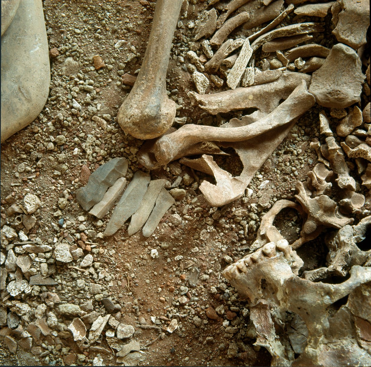 Preistoria: doppia sepoltura di adulti e bambini. Vista dettagliata del corredo funerario dalla Grotta delle Arene Candide (Finale Ligure), Liguria. Mesolitico, 7000-6000 a.C. Genova, museo di archeologia ligure da Prehistoric Prehistoric