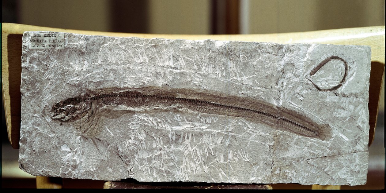 Preistoria: fossile di pesce Eomirus Formosissimus dal sito di Monte Bolca (Italia). Periodo Eocene. Museo civico di storia naturale, Milano da Prehistoric Prehistoric