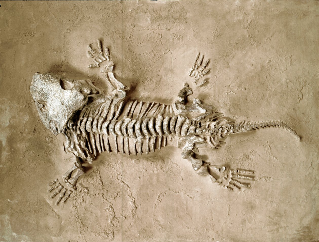 Preistoria: fossile di anfibio rettile Seymouria Bayolorensis dal Texas, Stati Uniti. Periodo Permiano da Prehistoric Prehistoric