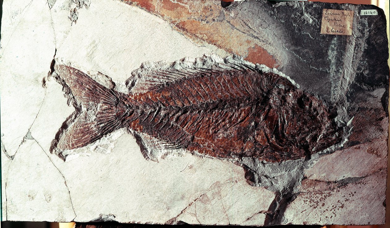 Preistoria: fossile di pesce Sparnodus Elongatus dal sito di Monte Bolca (Italia). Periodo Eocene. Museo civico di storia naturale, Milano da Prehistoric Prehistoric