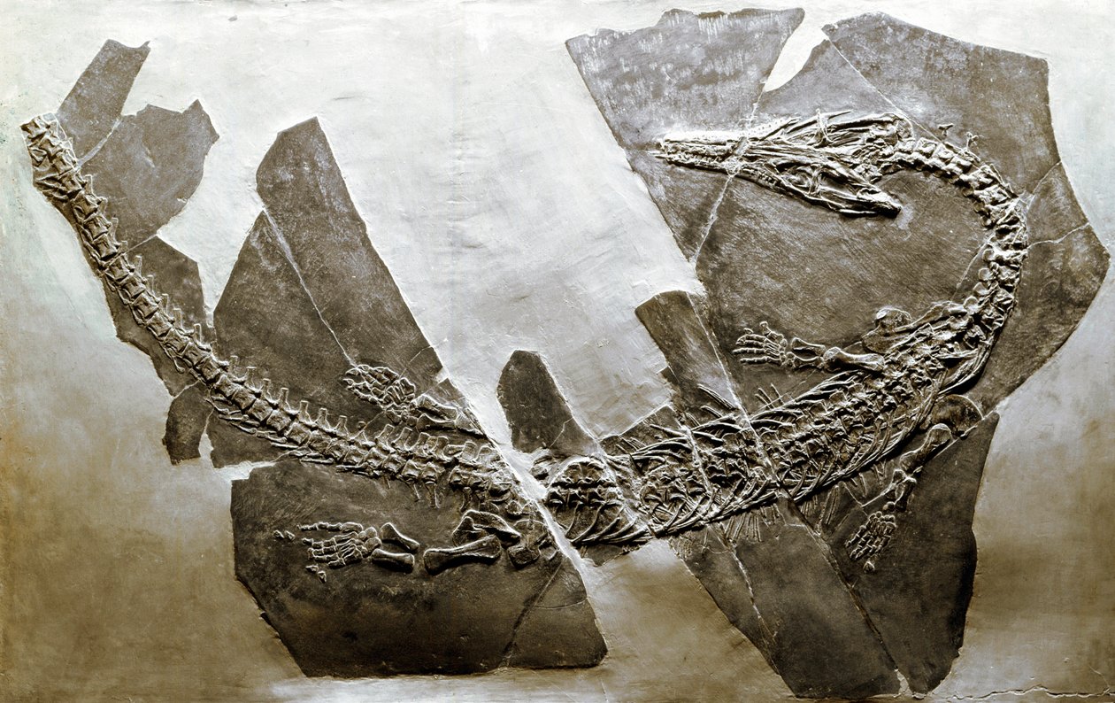 Preistoria: fossile del rettile acquatico Askeptosaurus italicus da Besano (Italia) da Prehistoric Prehistoric