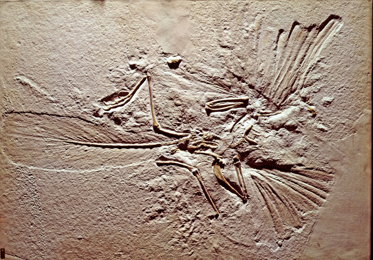 Preistoria: fossile dell