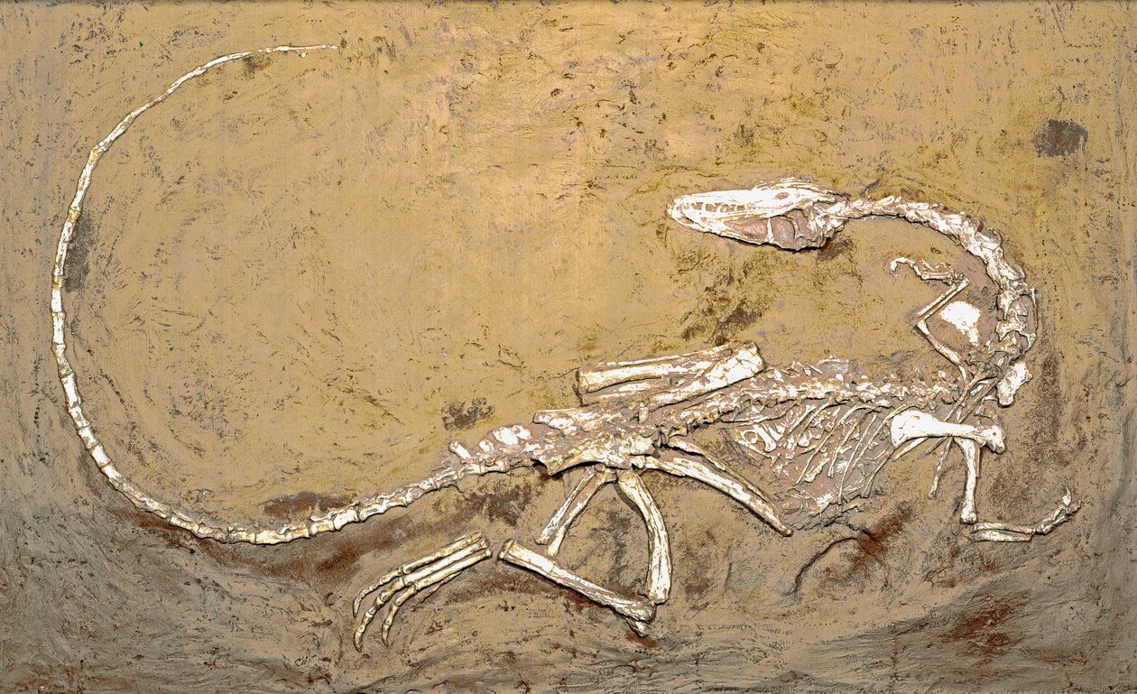 Preistoria: fossile del dinosauro Coelophysis da Prehistoric Prehistoric