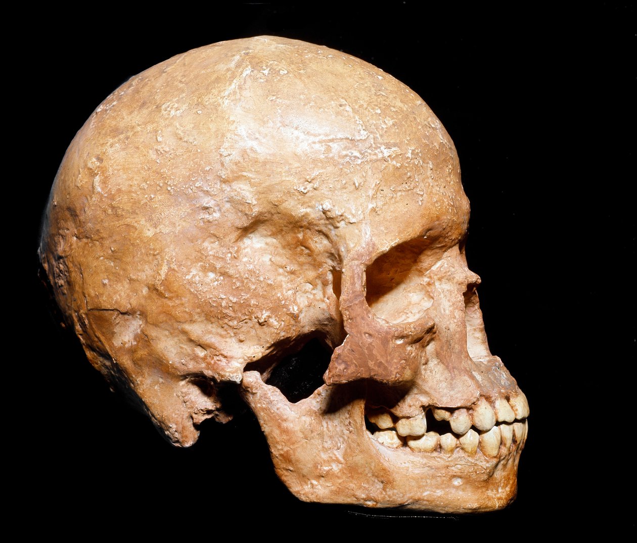 Preistoria: cranio fossile di Homo sapiens da Grimaldi. Cultura dell