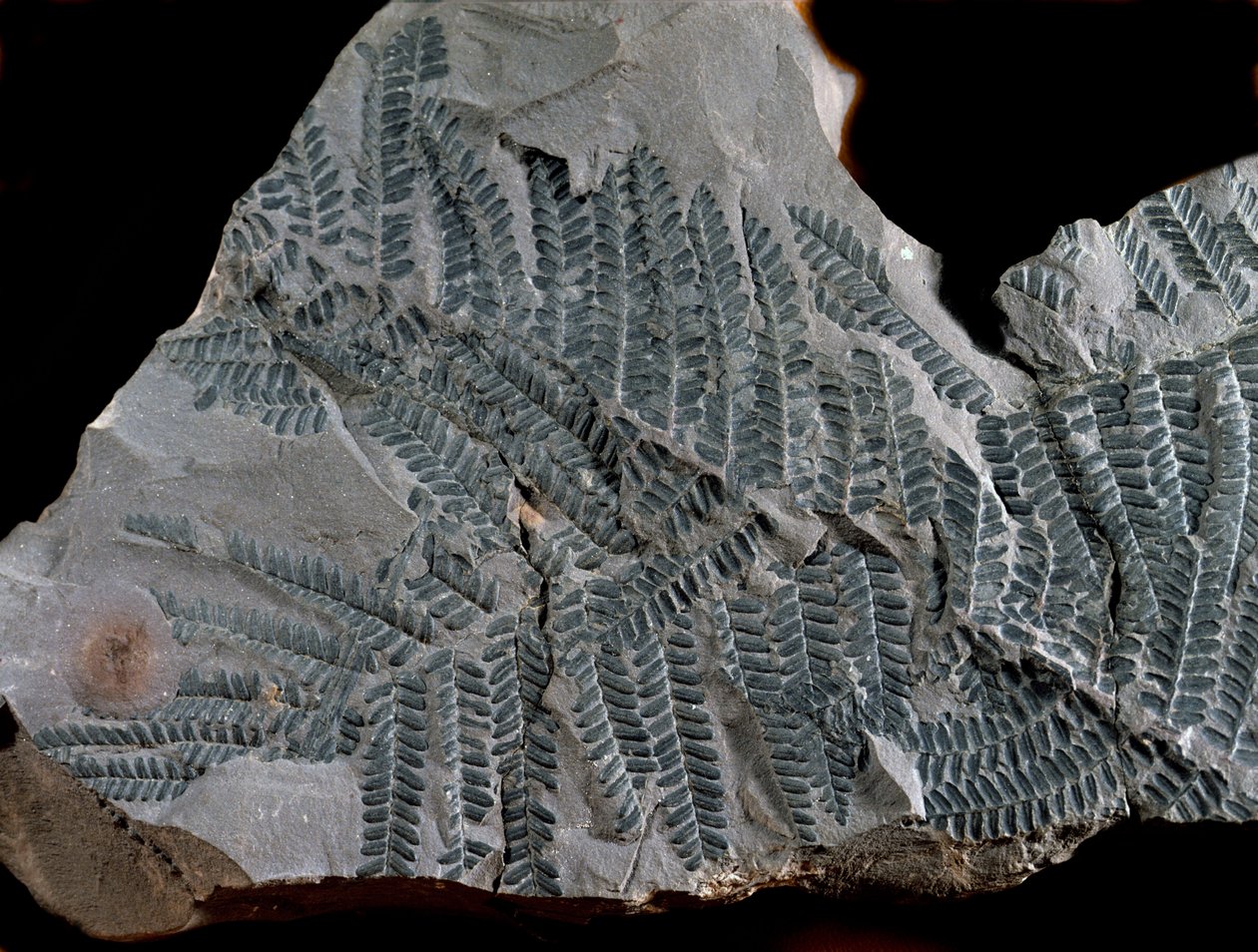 Preistoria: periodo del carbonifero superiore. Fossile di Acitheca Poymorphe della famiglia delle felci. Ritrovamento a Gottelborn in Germania da Prehistoric Prehistoric