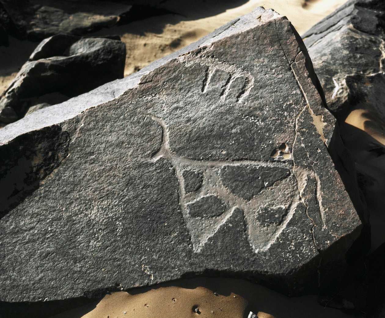 Preistoria, arte rupestre: rappresentazione su roccia di un bovino. Stile Tazina. Età della pietra 5000-2000 a.C. Taghit, Haut plateau du Hoggar (Ahaggar), Algeria da Prehistoric Prehistoric