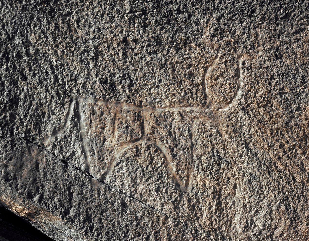 Preistoria, arte rupestre: rappresentazione su roccia di un bovino. Stile Tazina. Età della pietra 5000-2000 a.C. Taghit, Haut plateau du Hoggar (Ahaggar), Algeria da Prehistoric Prehistoric