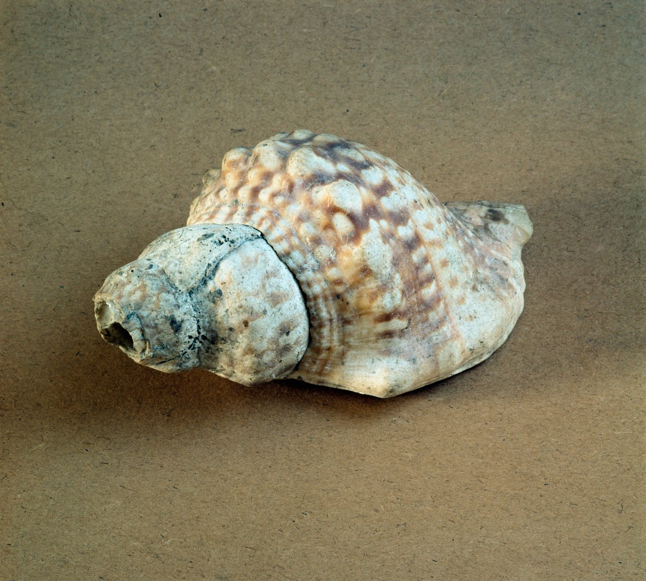 Preistoria: conchiglia di Triton nodifer perforata, usata come fischietto dalla necropoli di Arene Candide (Finale Ligure), Liguria. Neolitico medio, Età della Pietra. Genova, museo di archeologia ligure da Prehistoric Prehistoric