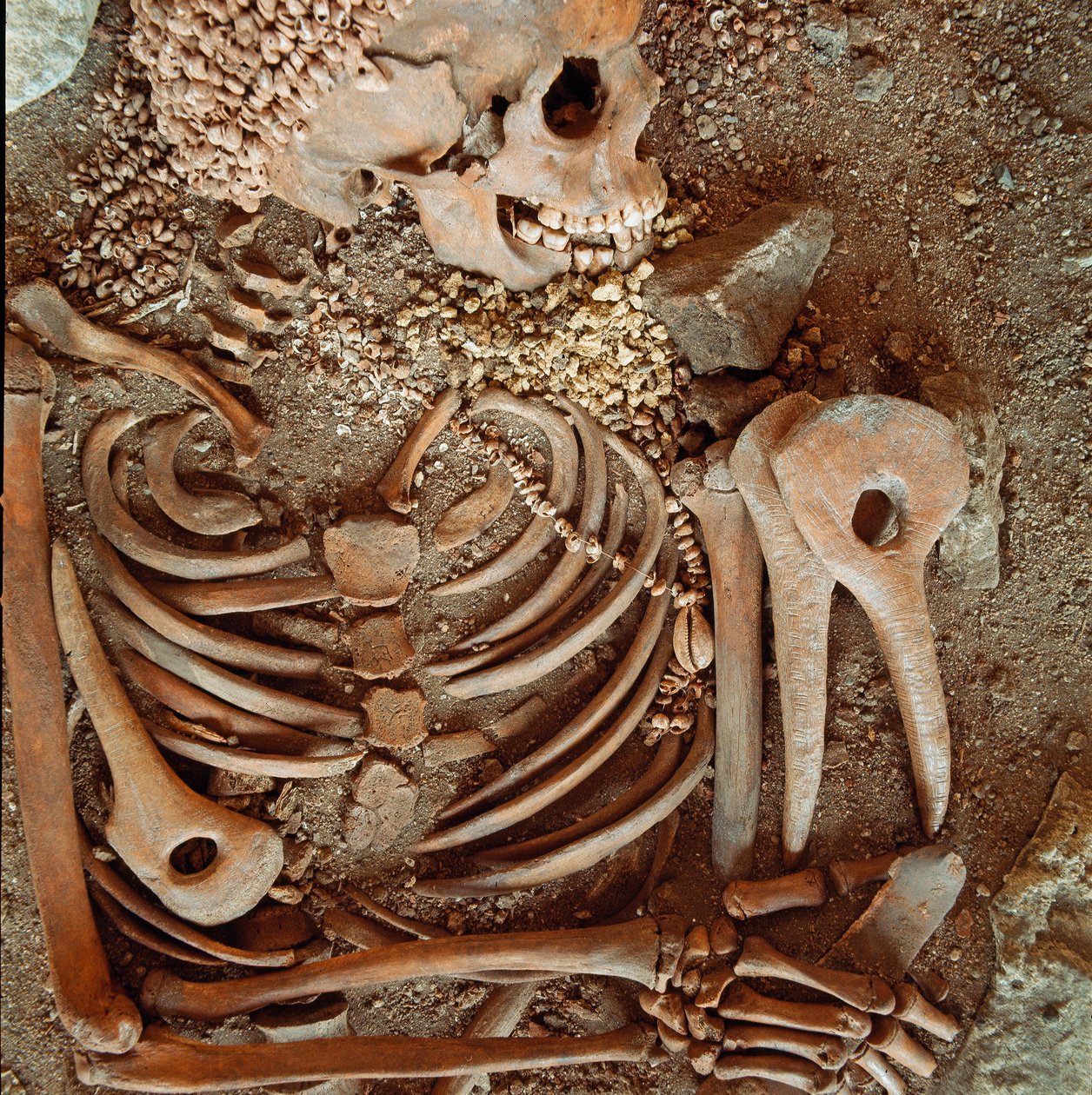Preistoria: scheletro e corredo funerario di adolescenti detto del giovane principe dalla grotta delle Arene Candide (Finale Ligure): collana di conchiglie, corno di cervo e selce. Età della Pietra, Paleolitico superiore. Genova, Museo di Archeologia Ligur da Prehistoric Prehistoric