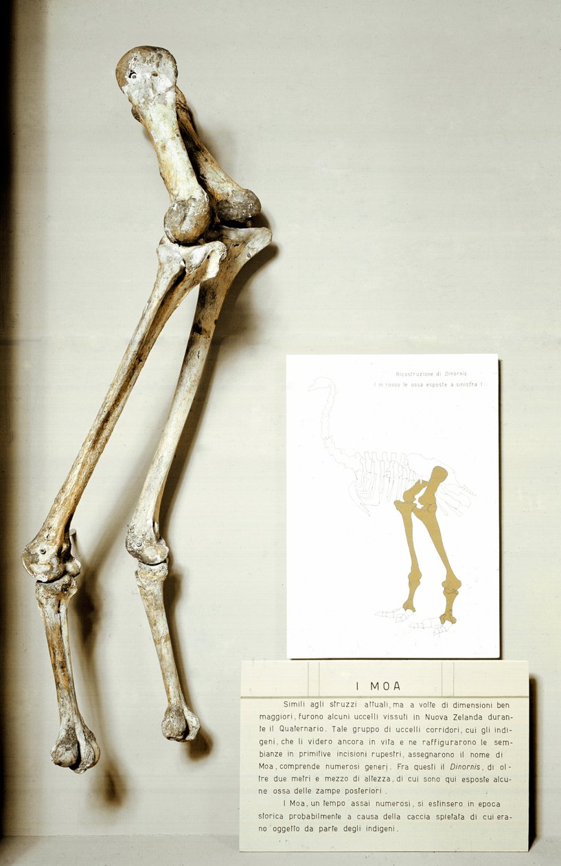 Preistoria: scheletro delle zampe del Moa Dinornis, uccelli fossili giganti della Nuova Zelanda che non volano da Prehistoric Prehistoric