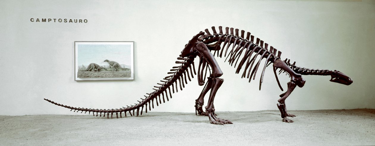 Preistoria: scheletro del dinosauro camptosauro (Camptosaurus Browni) da Prehistoric Prehistoric