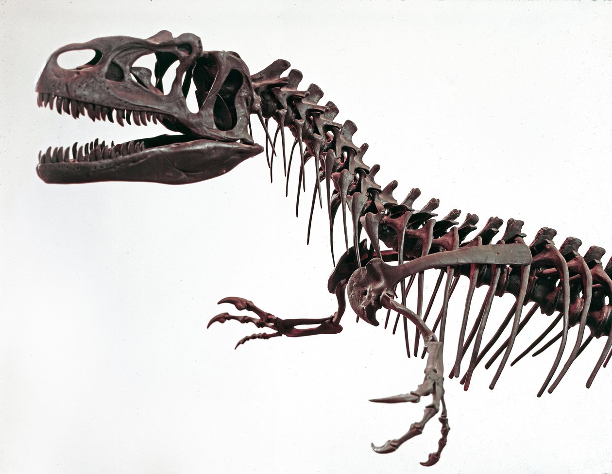 Preistoria: scheletro del dinosauro Allosaurus fragilis. Periodo Giurassico Superiore. Museo civico di storia naturale, Milano da Prehistoric Prehistoric