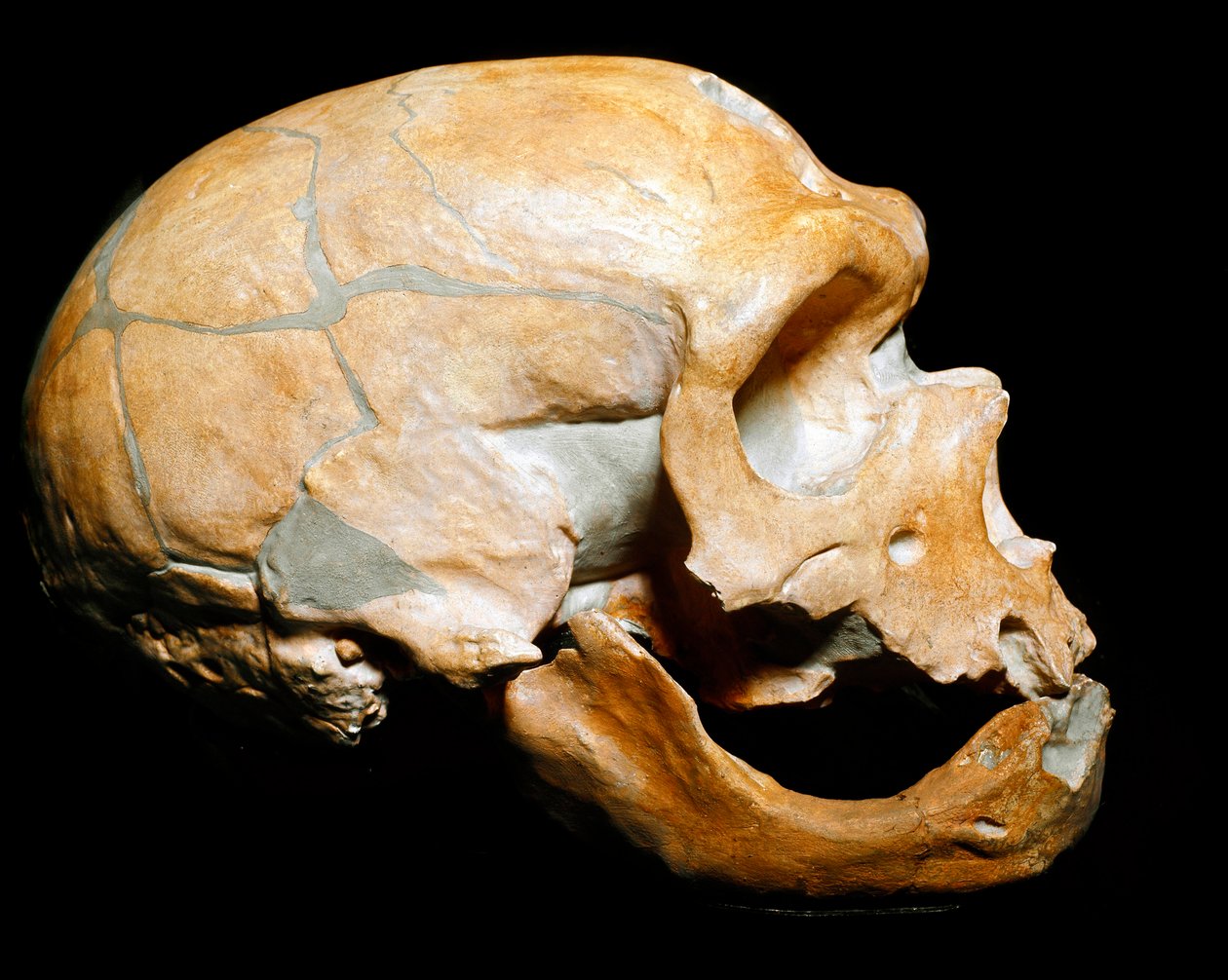 Preistoria: cranio dell