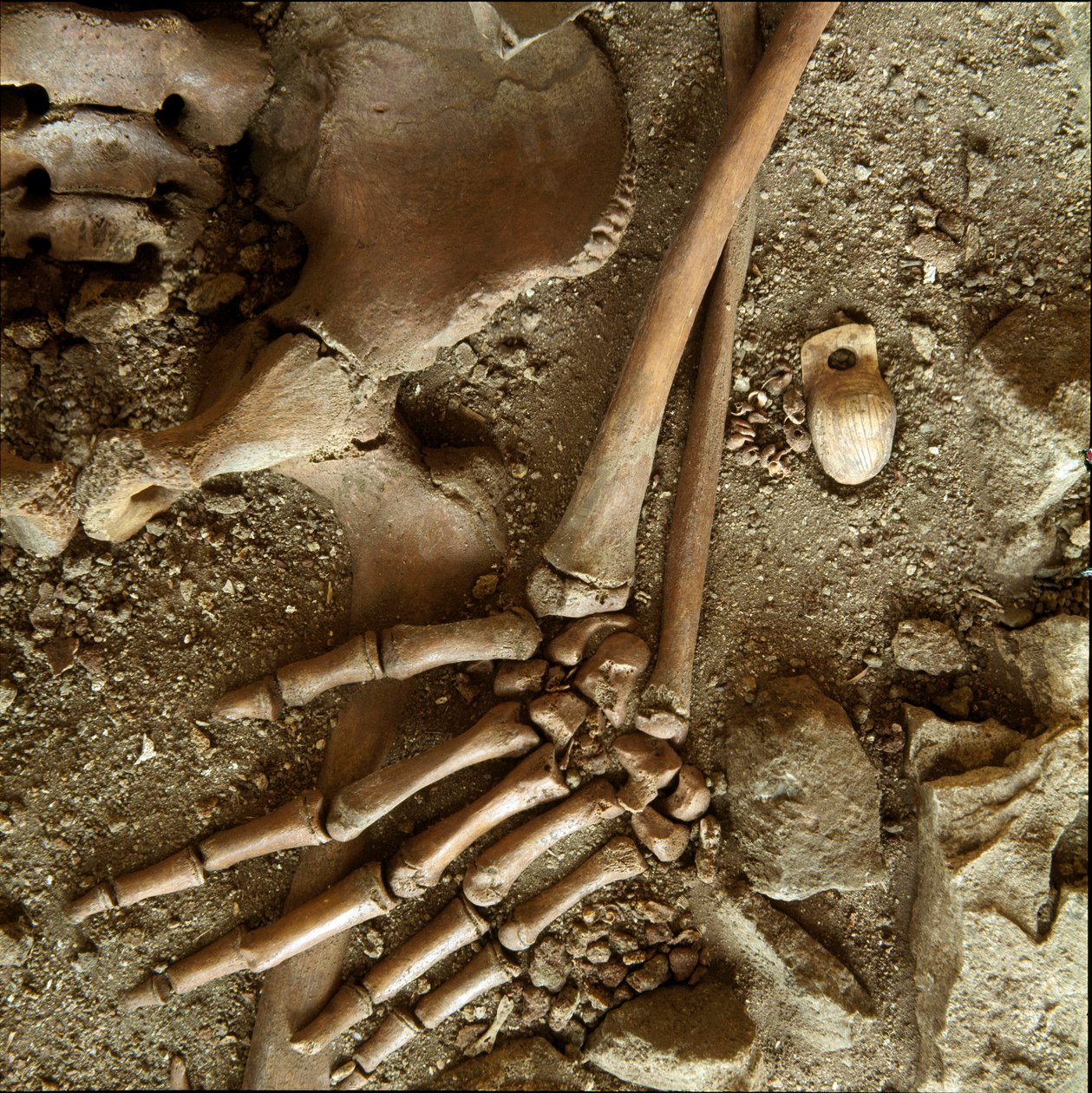Preistoria: sepoltura di adolescente. Vista dettagliata del corredo funerario dalla grotta di Arene Candide, Liguria. Paleolitico superiore, 24000 a.C. da Prehistoric Prehistoric