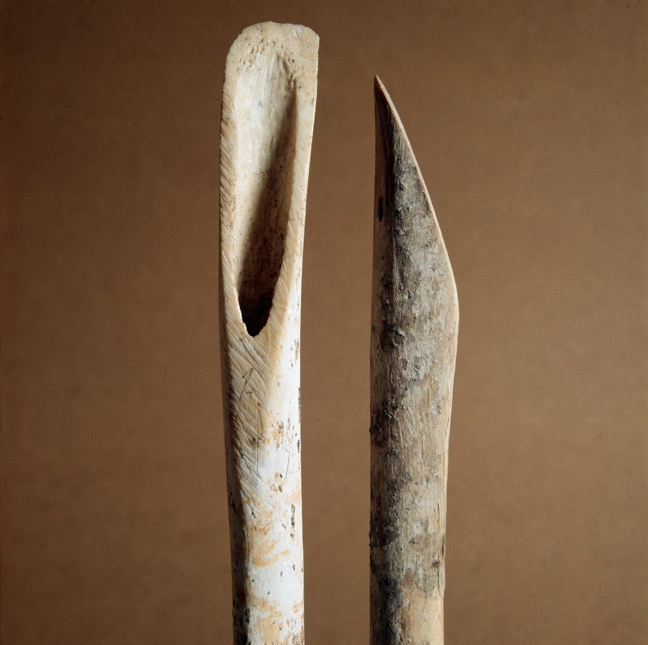 Preistoria: strumenti per rimuovere la corteccia dalle ossa di stinco di capra e pecora dalla necropoli di Arene Candide, Liguria. Neolitico medio, età della pietra da Prehistoric Prehistoric
