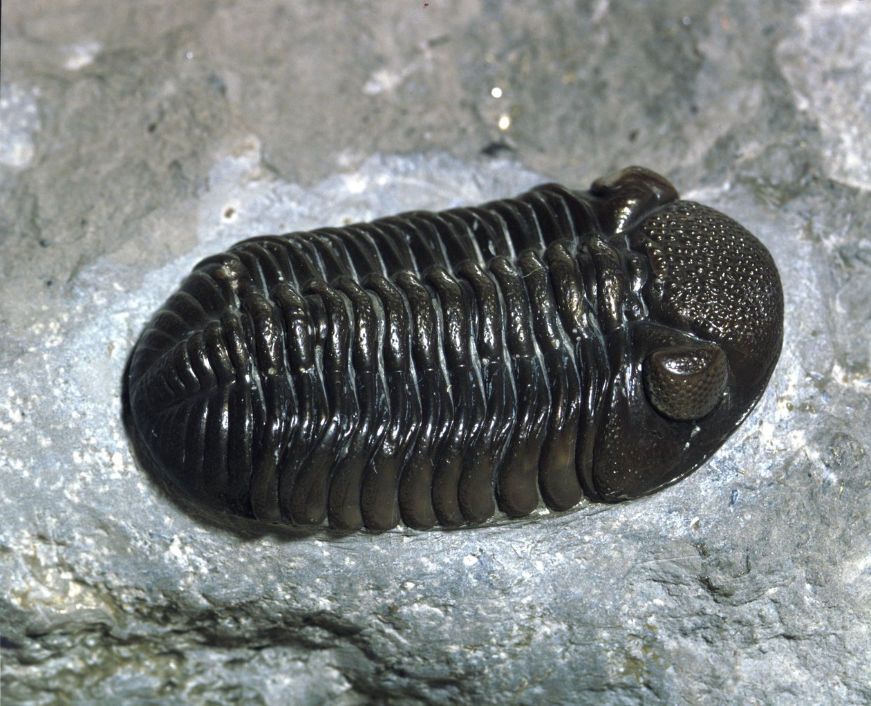 Preistoria: fossile di trilobite Phacops Rana (artropode). Età del Paleozoico, periodo del Devoniano. Ritrovamento in Ohio, Stati Uniti da Prehistoric Prehistoric
