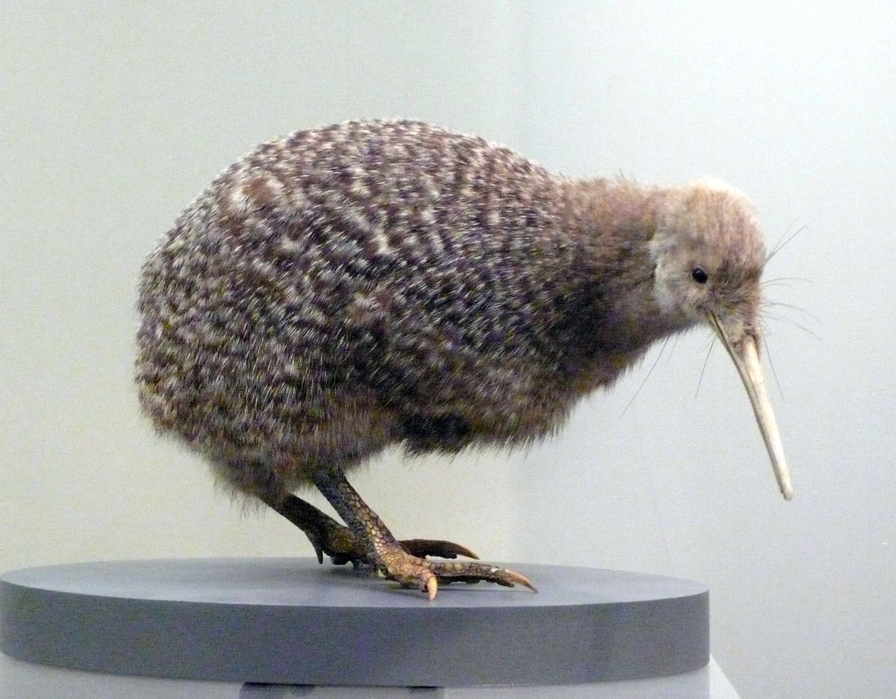 Esemplare di uccello kiwi impagliato (apterygidi), incapace di volare. Museo di Auckland, Nuova Zelanda da Prehistoric Prehistoric