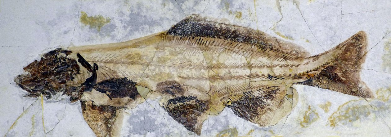 Impronta fossile di storione, Cretaceo inferiore (oggetto) da Prehistoric Prehistoric