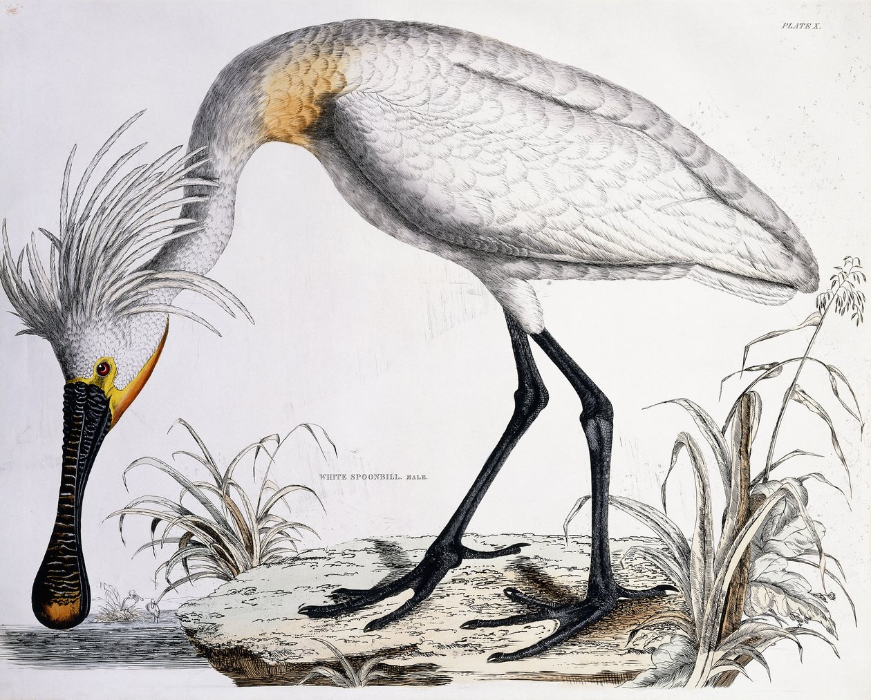 Spatola bianca, 1834 da Prideaux John Selby