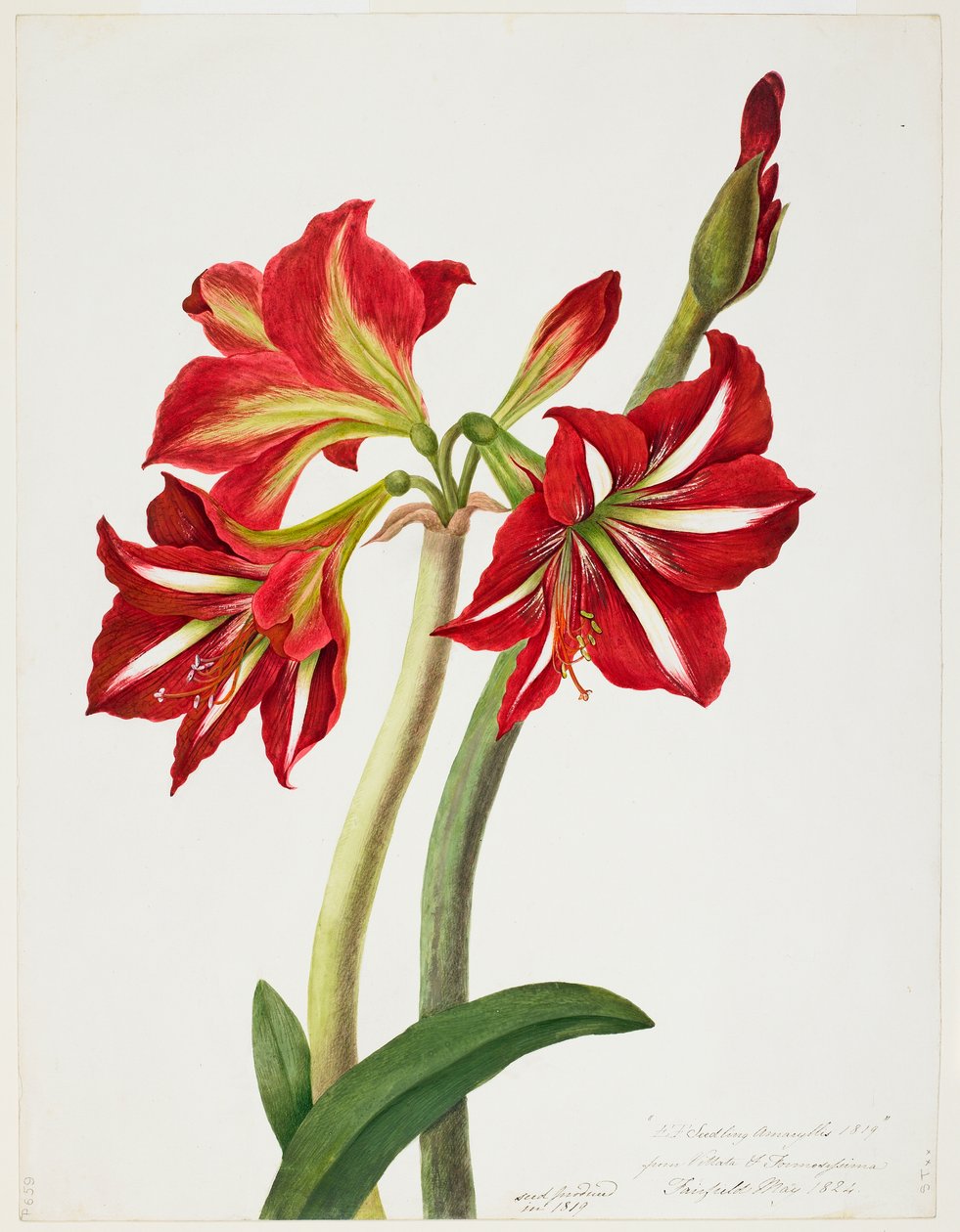 Bury EFSeedlingAmaryllus1819 MIA 6625150 da Priscilla Susan Bury
