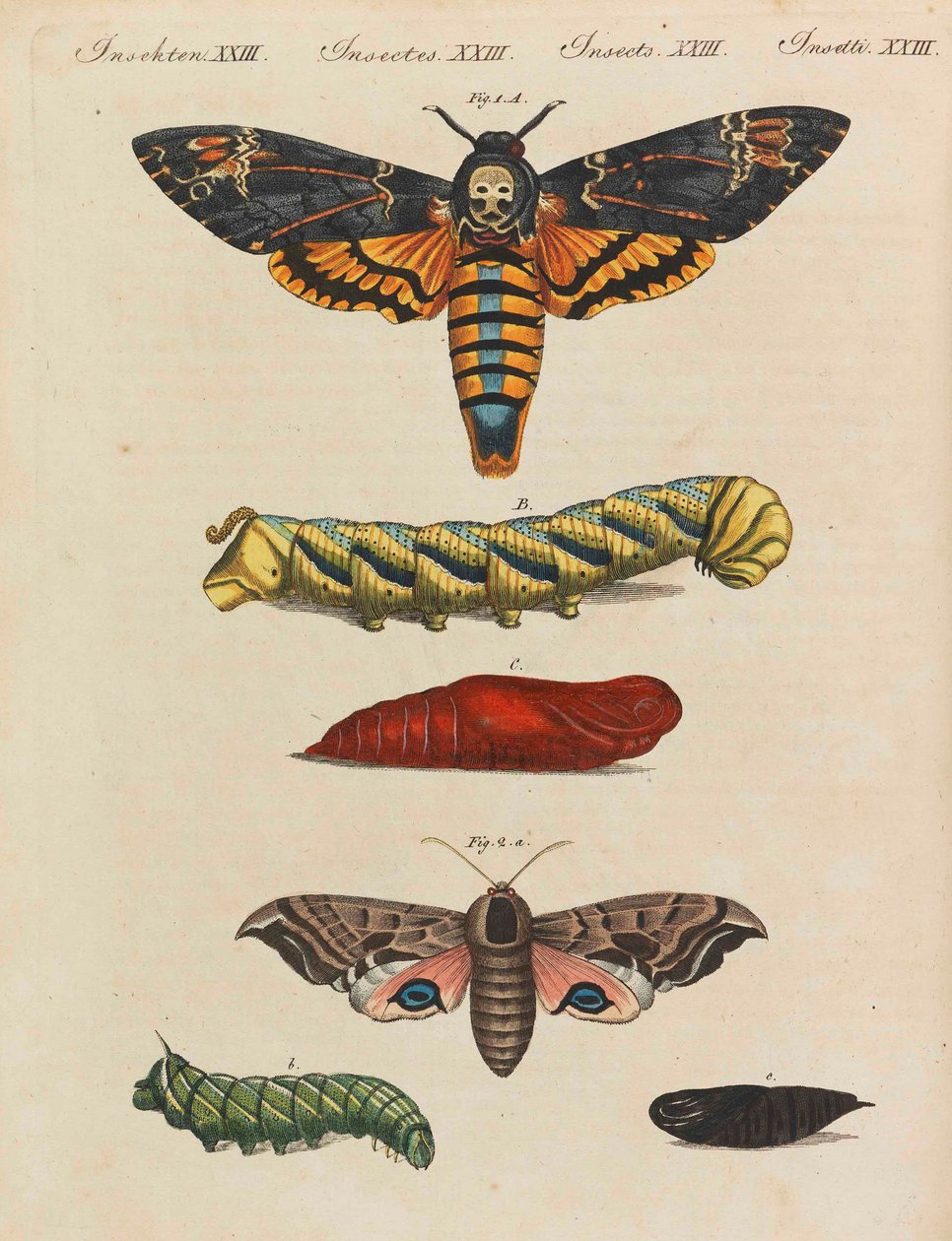 Libro illustrato per bambini, enciclopedia per bambini di Friedrich Johann Justin Bertuch, 1798-1830 da Pupils of the Weimar Princely Free