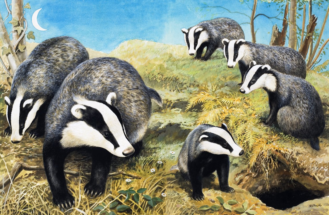 Tassi, da "Il paese delle meraviglie della natura da R.B. Davis