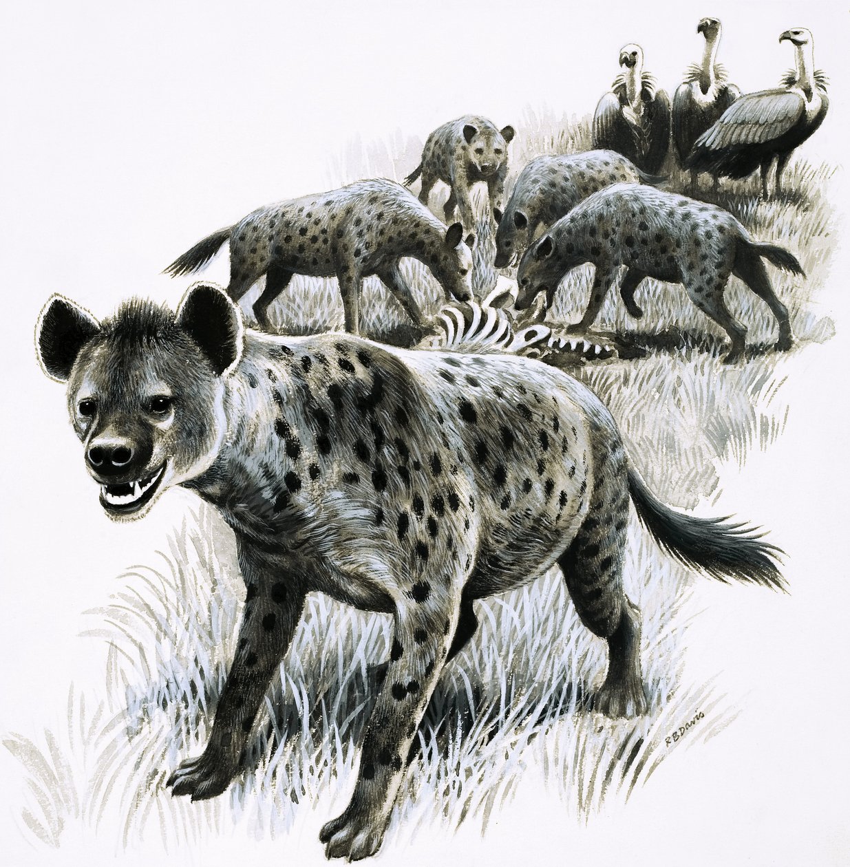 Iene che si nutrono di una carcassa di zebra con gli avvoltoi che osservano da R.B. Davis