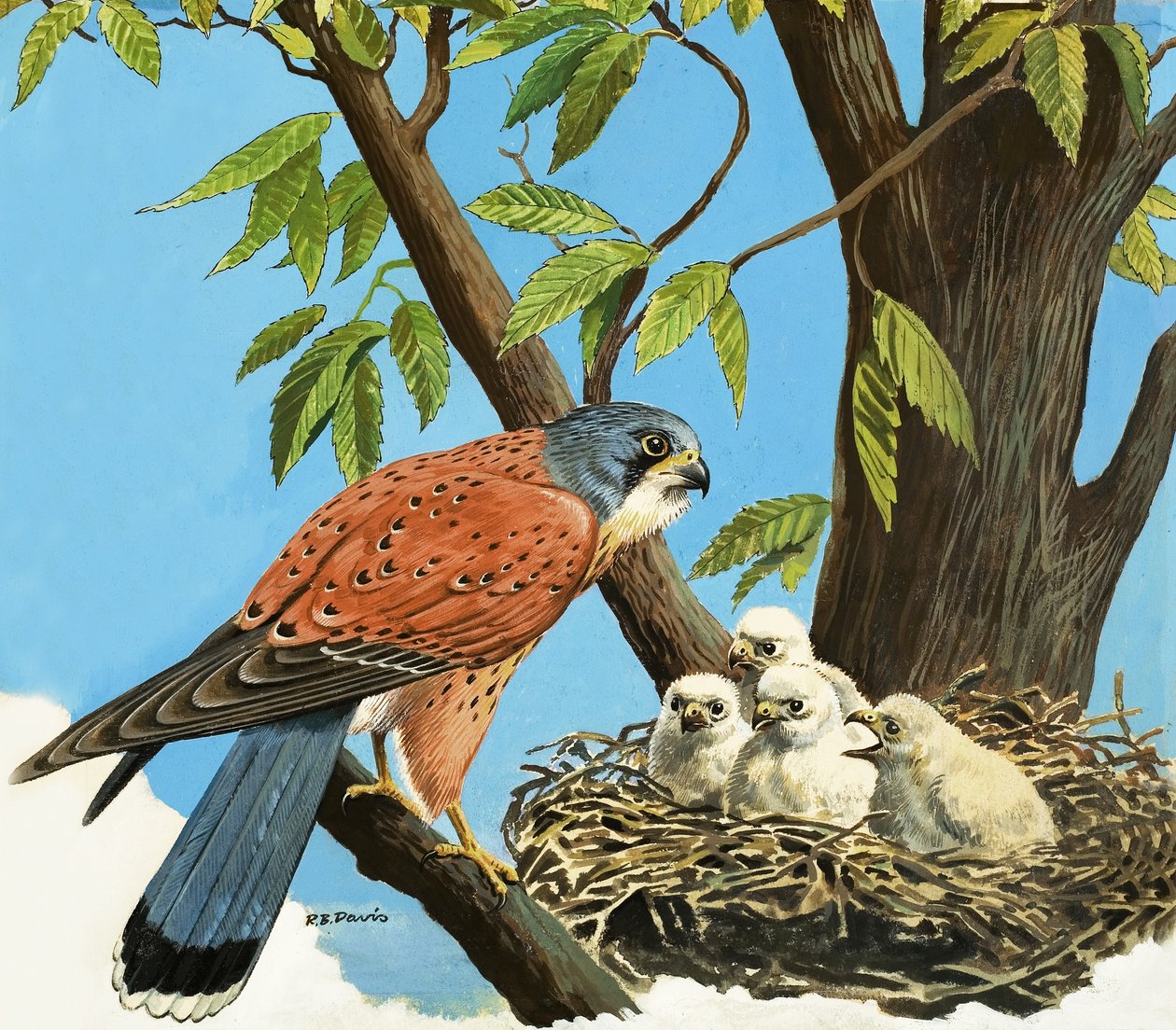 Gheppio e pulcino da R.B. Davis