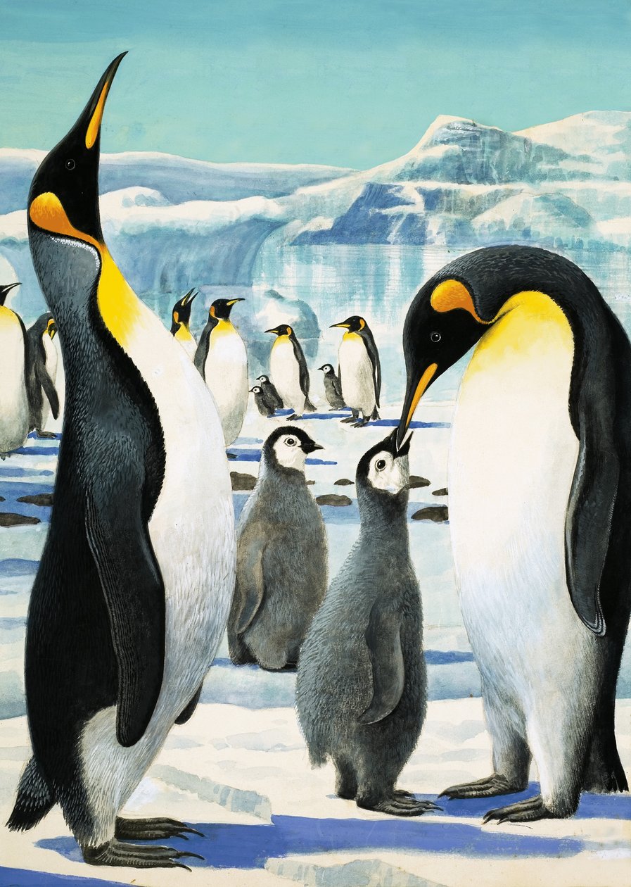 Re Pinguino da R.B. Davis