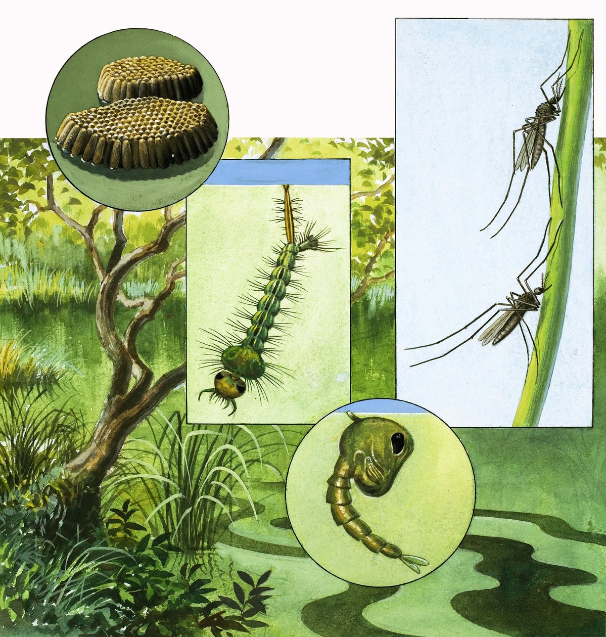 Il ciclo di vita della zanzara da R.B. Davis