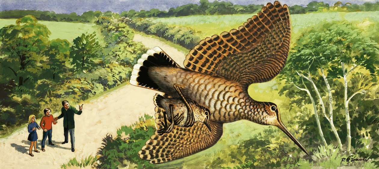 Guardare la natura: La beccaccia da R.B. Davis
