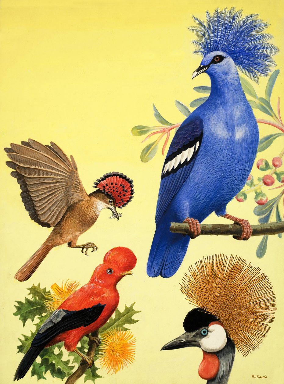 Il paese delle meraviglie della natura: Uccelli con la corona da R.B. Davis