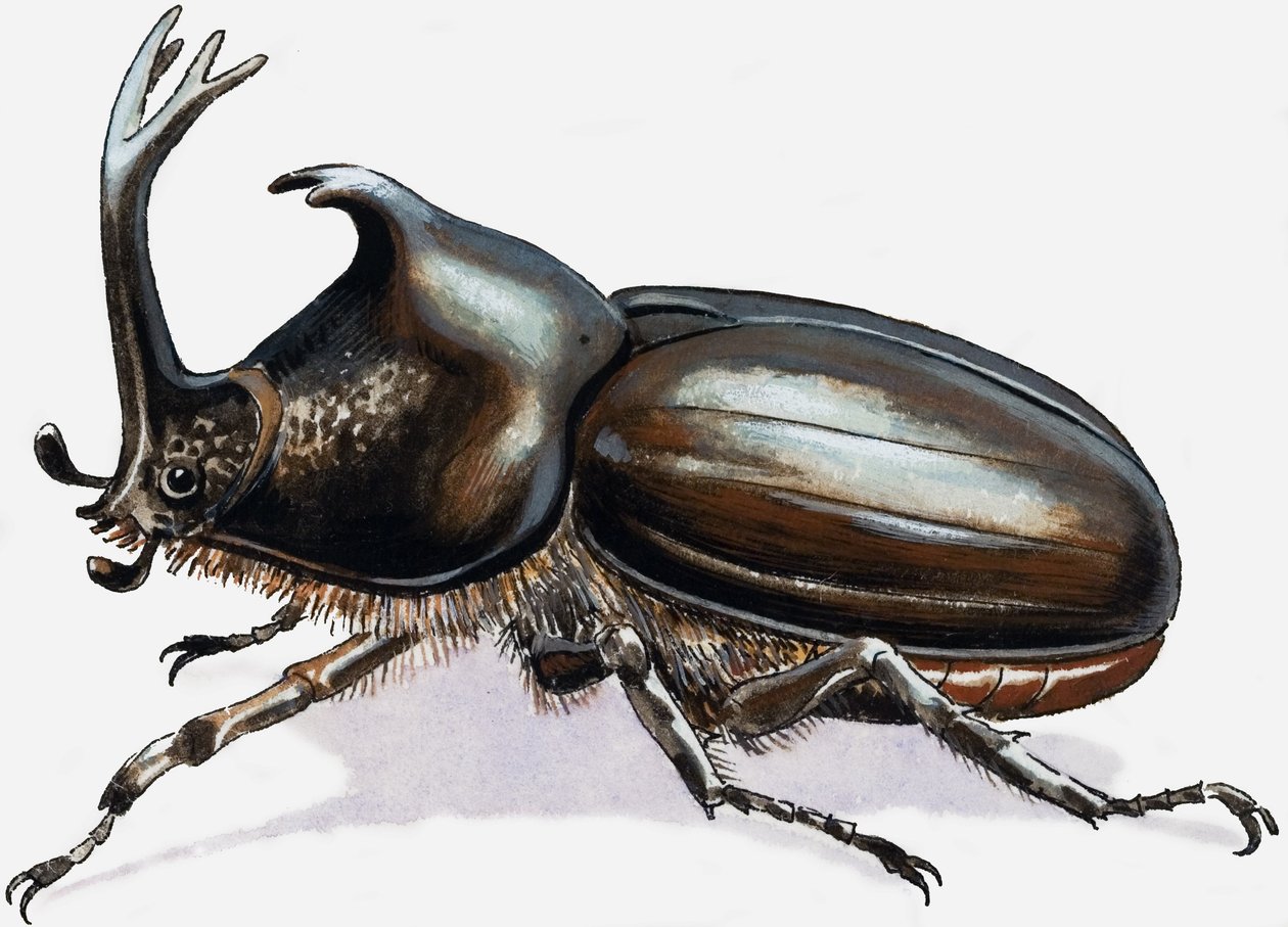 Scarafaggio cervo da R.B. Davis