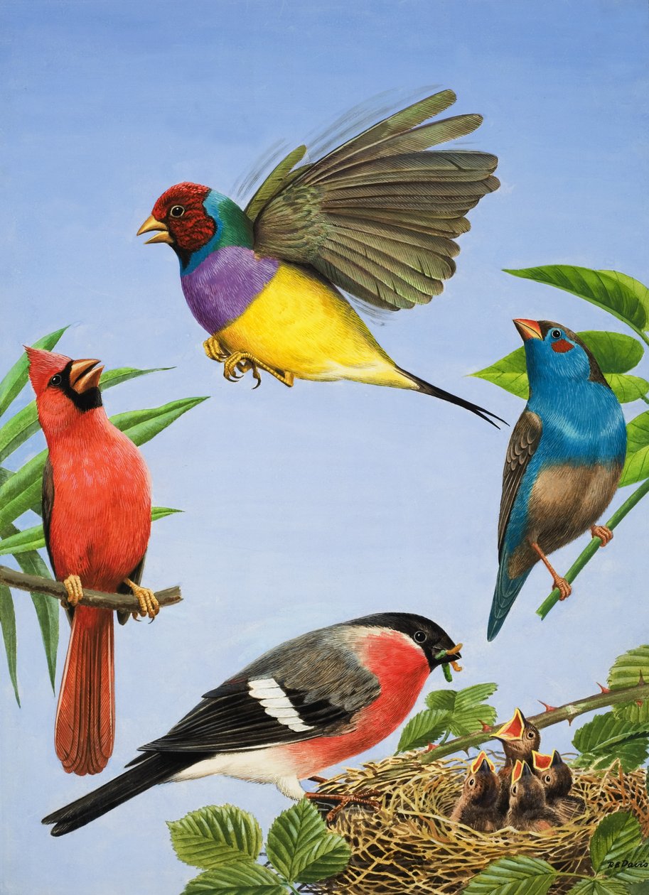Uccelli tropicali (guazzo su carta) da R.B. Davis