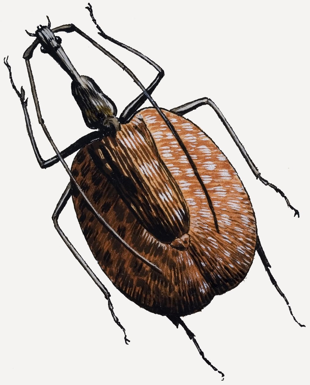 Weevil, della famiglia dei coleotteri da R.B. Davis