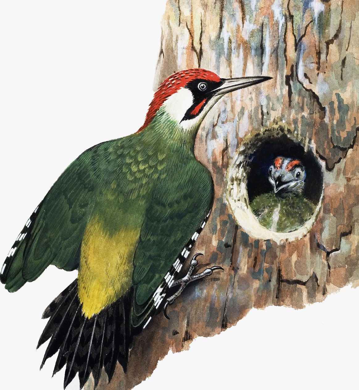 Picchio e pulcino (gouache su carta) da R.B. Davis