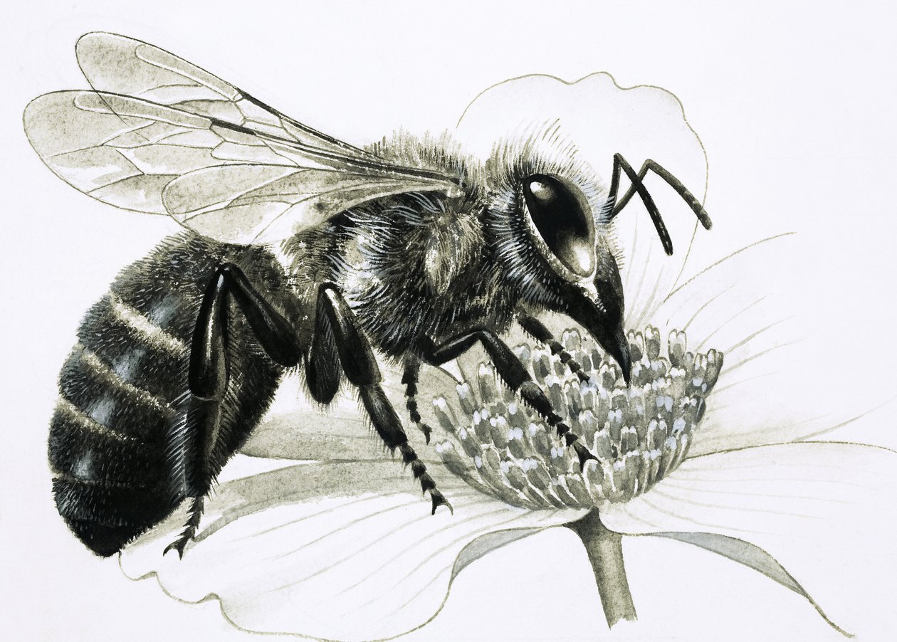 Ape operaia che raccoglie il nettare dal fiore da R.B. Davis