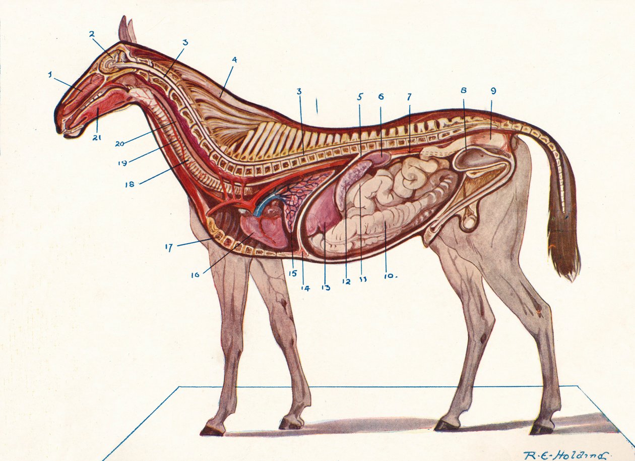 Sezione verticale del corpo di un cavallo, c1907 c1910 da RE Holding