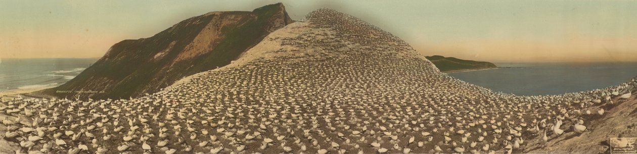 Sule, Cape Kidnappers, N.Z. da R. P. Moore