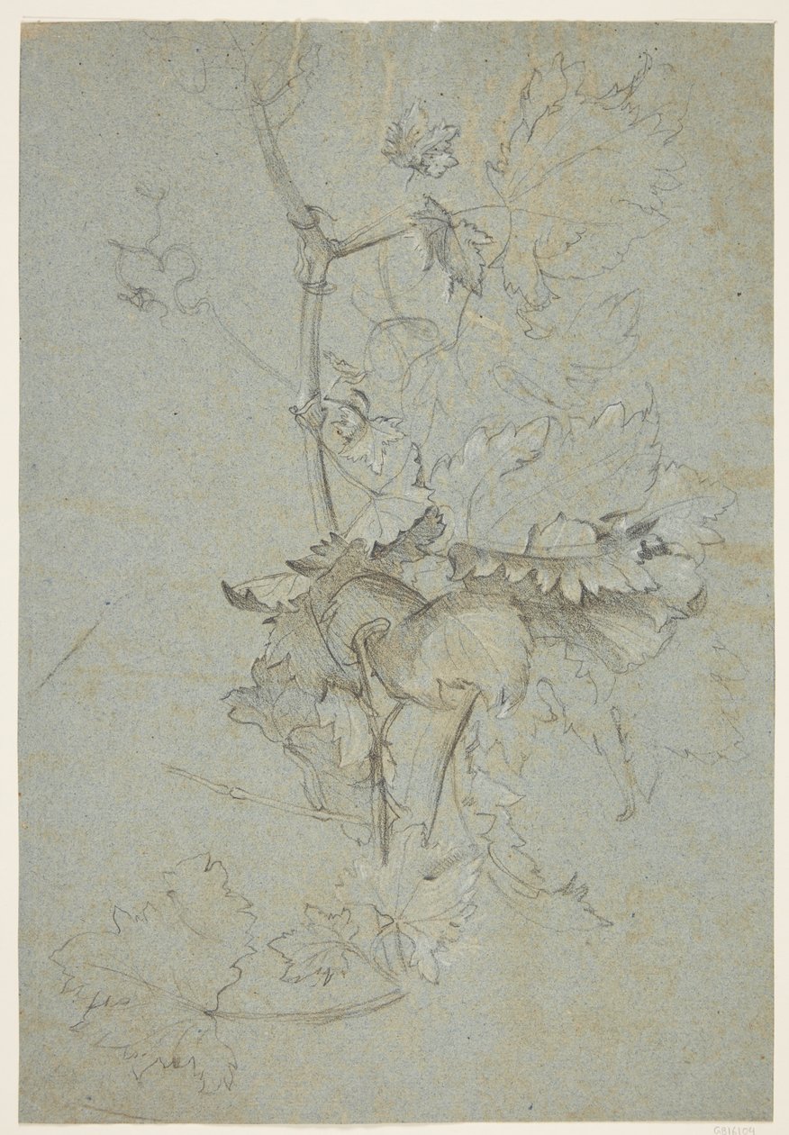 Studio di piante da Rachel Ruysch