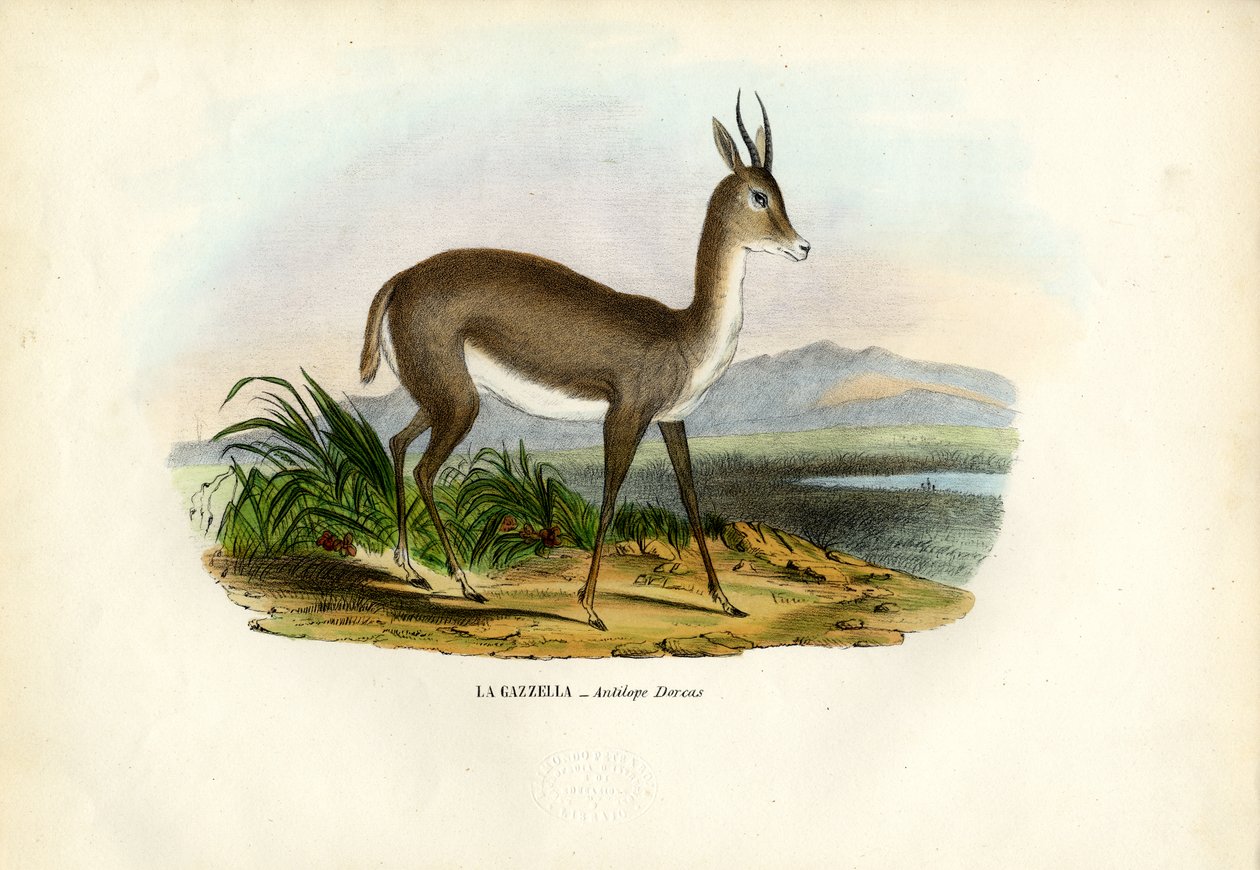 Gazzella araba da Raimundo Petraroja