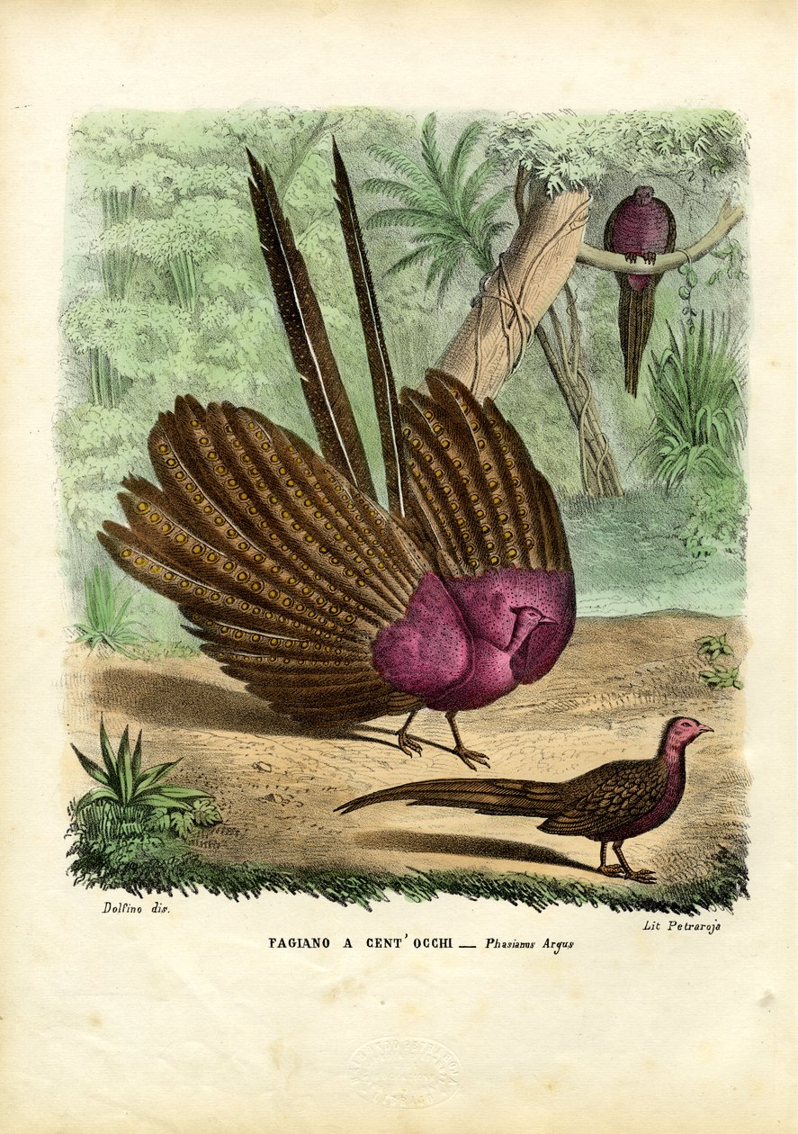 Fagiano Argus, 1863-79 da Raimundo Petraroja