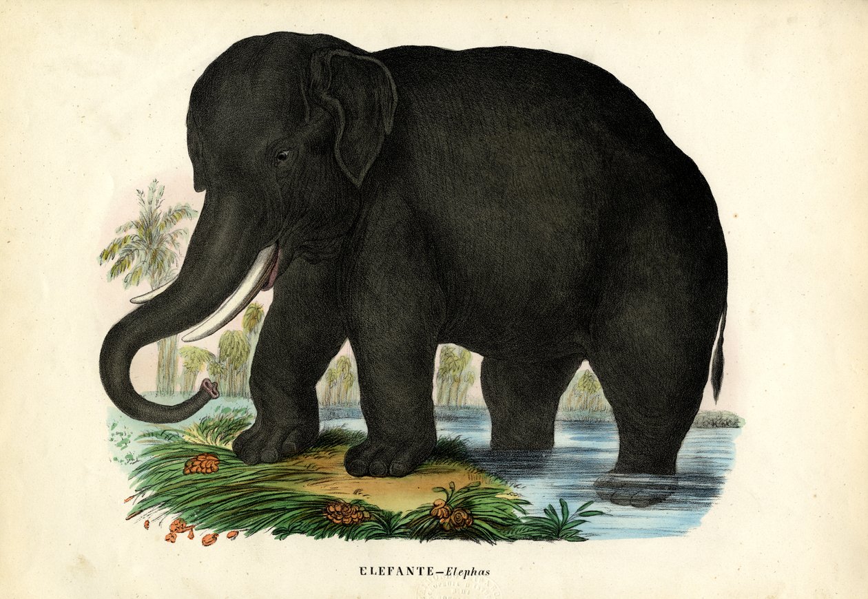 Elefante asiatico, 1863-79 da Raimundo Petraroja