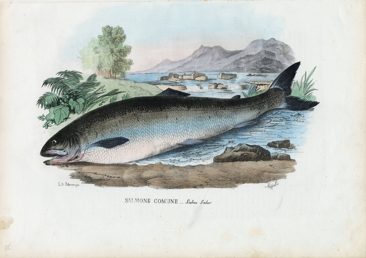 Salmone atlantico, 1863-79 da Raimundo Petraroja