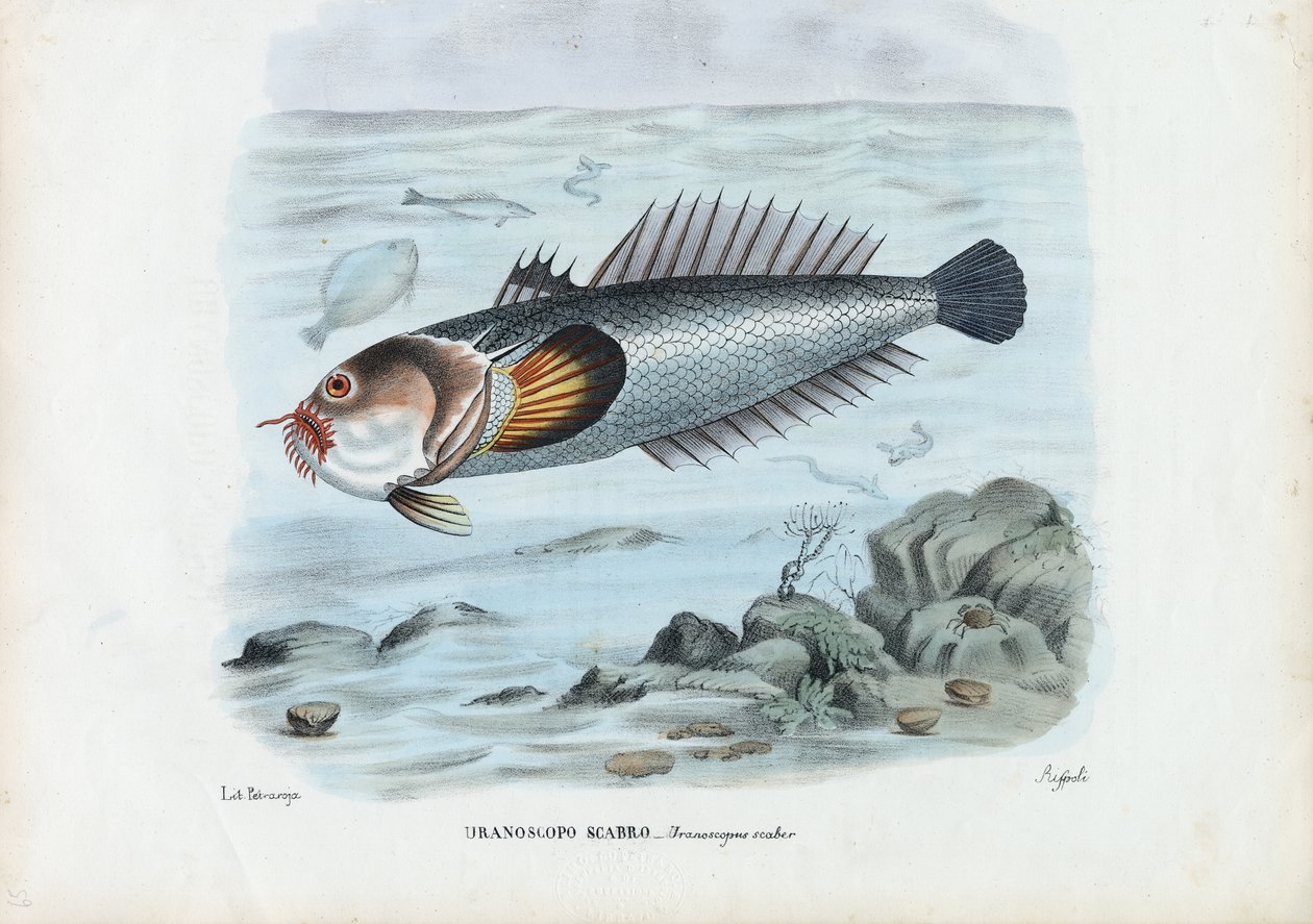 Pesce stella atlantico, 1863-79 da Raimundo Petraroja