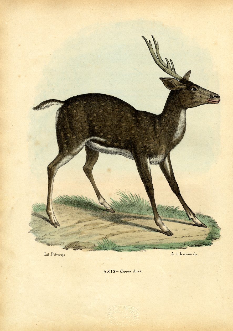 Cervo Axis, 1863-79 da Raimundo Petraroja