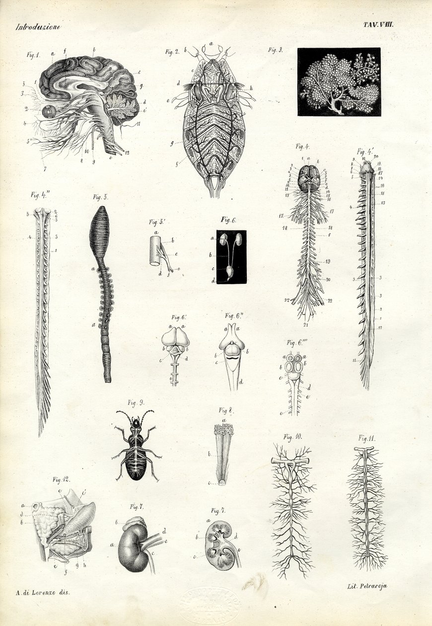Spine dorsali, 1863-79 da Raimundo Petraroja