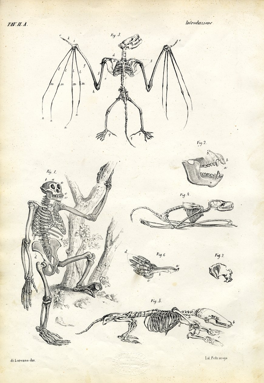 Pipistrello, 1863-79 da Raimundo Petraroja
