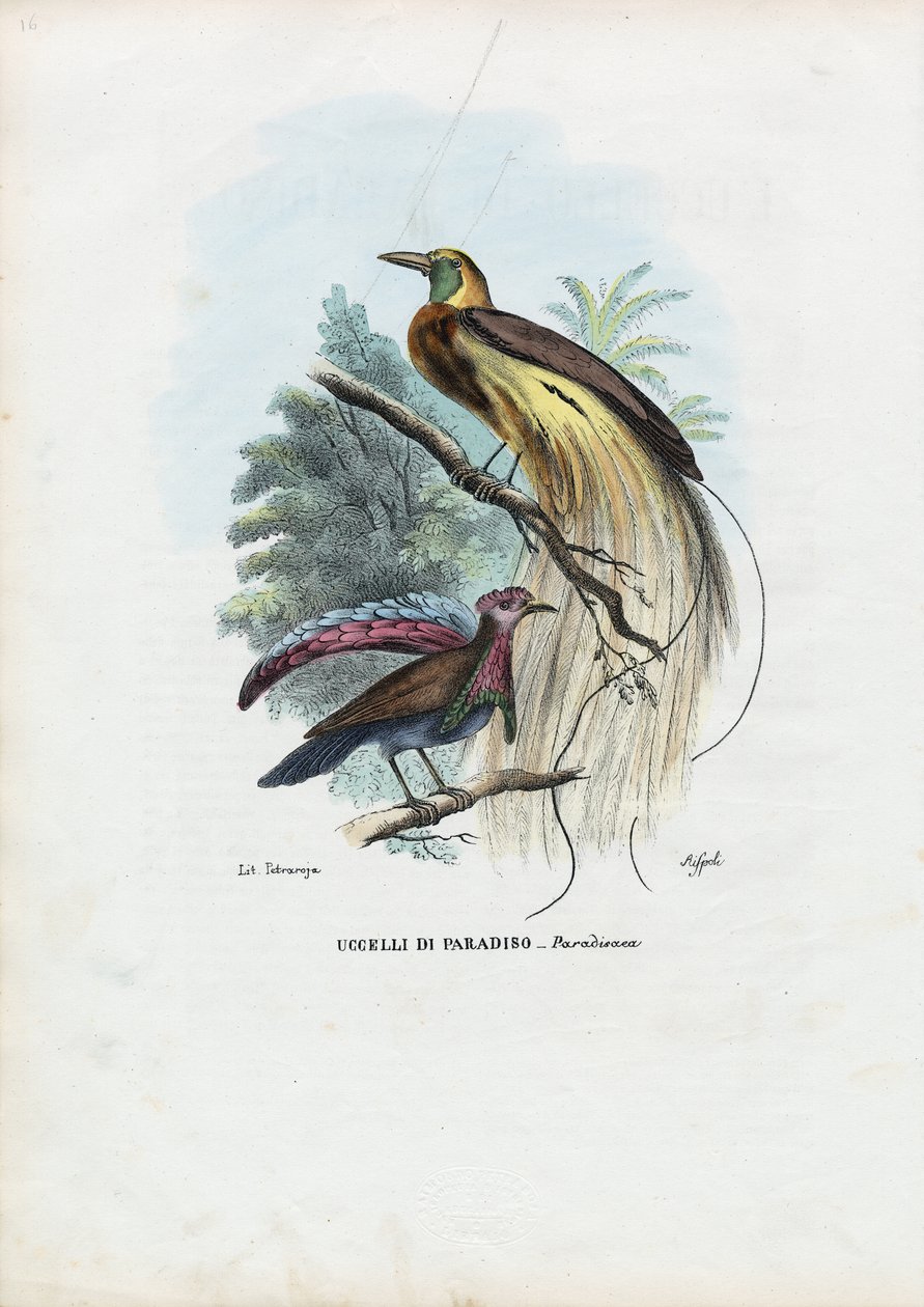 Uccello del Paradiso, 1863-79 da Raimundo Petraroja