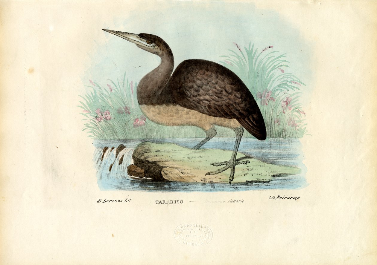 Tarabuso, 1863-79 da Raimundo Petraroja